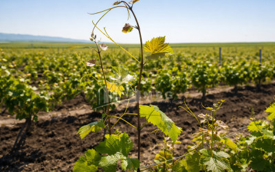 For Sale Vineyard - Chateau Land In Melani, Gurjaani