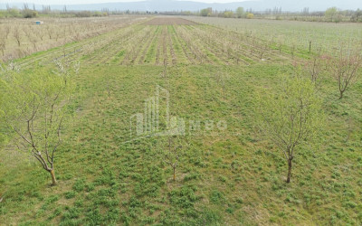 For Sale Land, Akhalsopeli, Kvareli Municipality, Municipalities of Kakheti