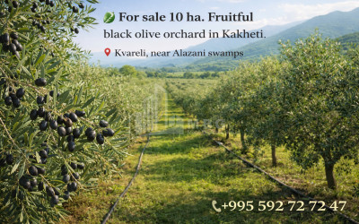 იყიდება მიწის ნაკვეთი სამთაწყარო დედოფლისწყარო კახეთი