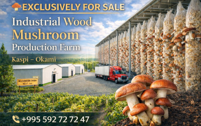 For Sale Mushroom Factory Commercial In Okami, Kaspi