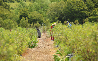 For Sale Orchards Land In Senaki