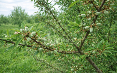 For Sale Land Bolnisi Kvemo Kartli