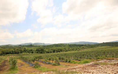 For Sale Orchards Land In Senaki
