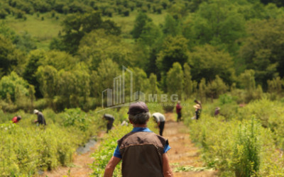 For Sale Orchards Land In Senaki