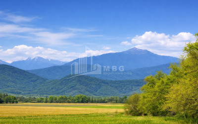 იყიდება სავენახე - საშატოე მიწის ნაკვეთი თელავში