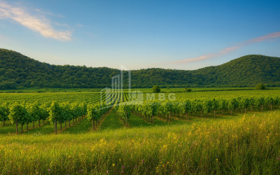 For Sale Land Gremi Kvareli Kakheti