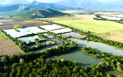 For Sale Land Kvemo Alvani Akhmeta Kakheti