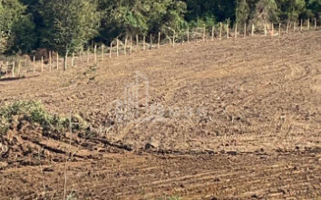 For Sale Blueberry orchard Land In Baileti, Ozurgeti