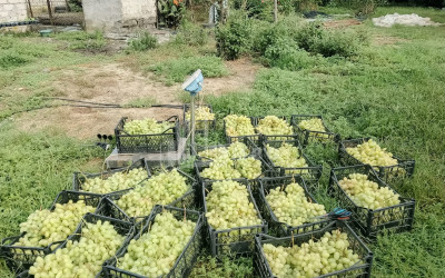 For Sale Land, Nosiri, Senaki, Samegrelo