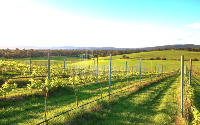 For Sale Land Kakheti