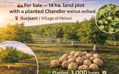 Продается Ореховый сад Земля В Мелани, Гурджаани
