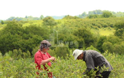 For Sale Orchards Land In Senaki