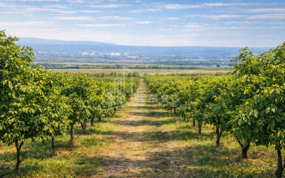 For Sale Land Village Shaumiani Marneuli Kvemo Kartli