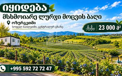 For Sale Blueberry orchard Land In Baileti, Ozurgeti