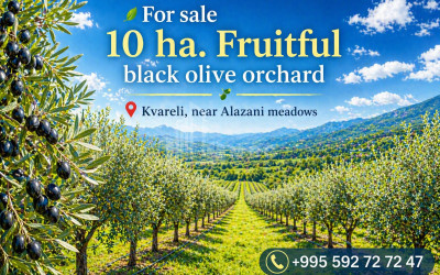 For Sale Vineyard   Chateau Land In Kvareli
