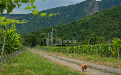 For Sale Land Napareuli Telavi Kakheti