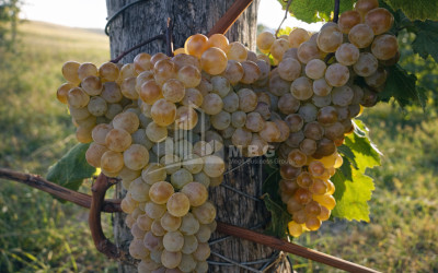 For Sale Vineyard - Chateau Land In Melani, Gurjaani