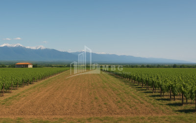 For Sale Land Eniseli Kvareli Kakheti