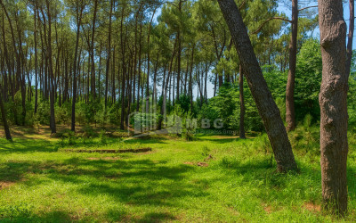 For Sale Land Daba Ureki Ozurgeti Municipalities of Guria