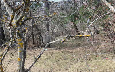 For Sale Residential Land, in Kojori