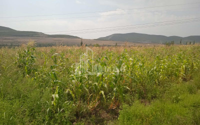 For Sale Mushroom Factory Commercial, in Okami