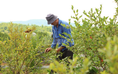 For Sale Orchards Land In Senaki