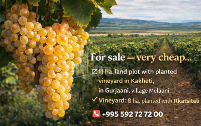 For Sale Vineyard - Chateau Land In Melani, Gurjaani