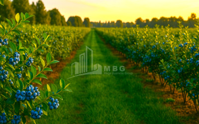 For Sale Land Samegrelo