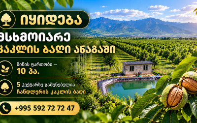 For Sale Walnut orchard Land In Anaga, Signagi