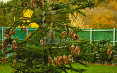 Продается Дом - Вилла В Коджори, Мтацминда Район