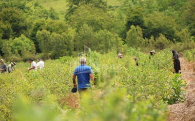 For Sale Orchards Land In Senaki
