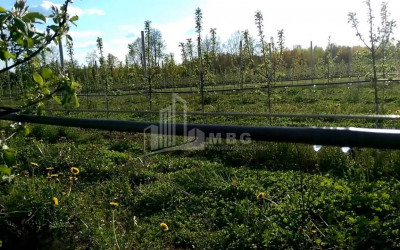 For Sale Orchards Land, in Okami