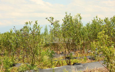 For Sale Orchards Land In Senaki