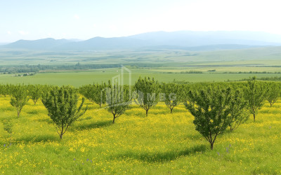 Продается Земля Сагареджо Кахети