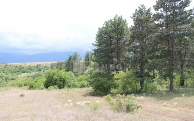 For Sale Country Land, in Borjomi