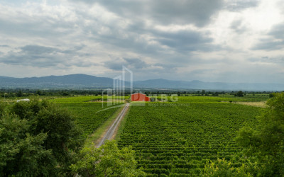 For Sale Land Napareuli Telavi Kakheti