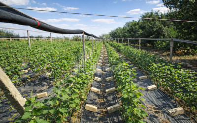 For Sale Land Kumisi Gardabani Kvemo Kartli