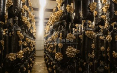 For Sale Commercial Okami Kaspi Shida Kartli