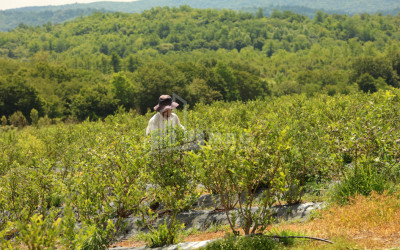 For Sale Orchards Land In Senaki