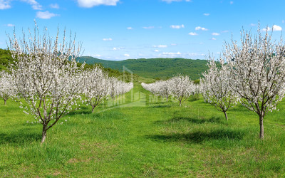 For Sale Land Bolnisi Kvemo Kartli