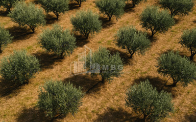 For Sale Land Kvareli Kakheti