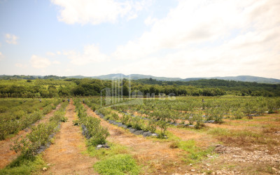 For Sale Orchards Land In Senaki