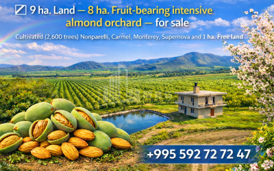 For Sale Orchards Land In Bolnisi