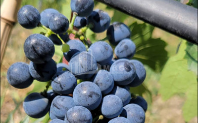 იყიდება კომერციული ფართი ძეგვი მცხეთა მცხეთა   მთიანეთი