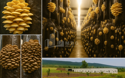 For Sale Commercial Okami Kaspi Shida Kartli