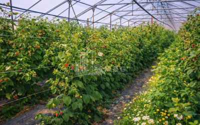 Продается Земля Имерети