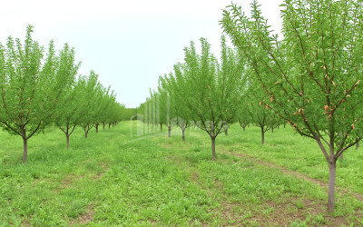 For Sale Land Bolnisi Kvemo Kartli