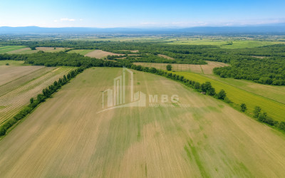 For Sale Land Telavi Kakheti