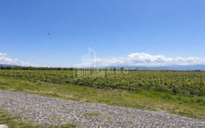 For Sale Vineyard - Chateau Land In Gori