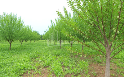 For Sale Land Bolnisi Kvemo Kartli